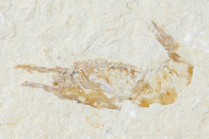 Cretaceous Fossil Shrimp - Lebanon #123874